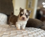 Small #3 Pomsky