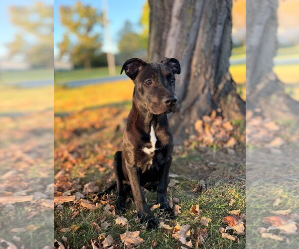 Medium Photo #1 American Pit Bull Terrier-Unknown Mix Puppy For Sale in Germantown, OH, USA