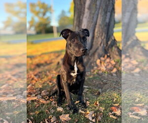 American Pit Bull Terrier-Unknown Mix Dogs for adoption in Germantown, OH, USA