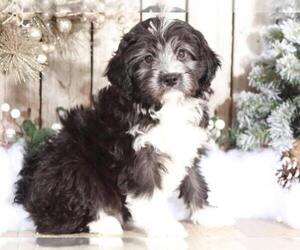 Aussie-Poo Puppy for sale in MOUNT VERNON, OH, USA