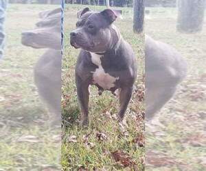 Mother of the American Bully puppies born on 09/04/2021