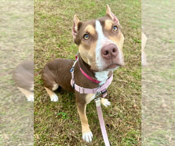 Medium Photo #2 American Staffordshire Terrier Puppy For Sale in Lawrenceville, NJ, USA