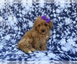 Small #6 Cavapoo (Miniature)