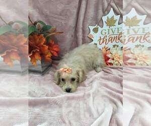 Schnoodle (Miniature) Puppy for sale in CENTER HILL, FL, USA