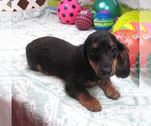 Dachshund Puppy for sale in RATTAN, OK, USA
