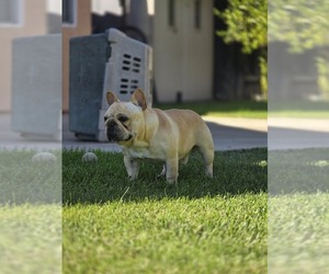 French Bulldog Puppy for sale in SANTA MARIA, CA, USA