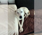 Small #2 Siberian Husky Mix