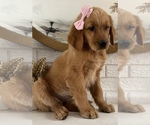 Small Photo #4 Golden Retriever Puppy For Sale in DENTON, TX, USA