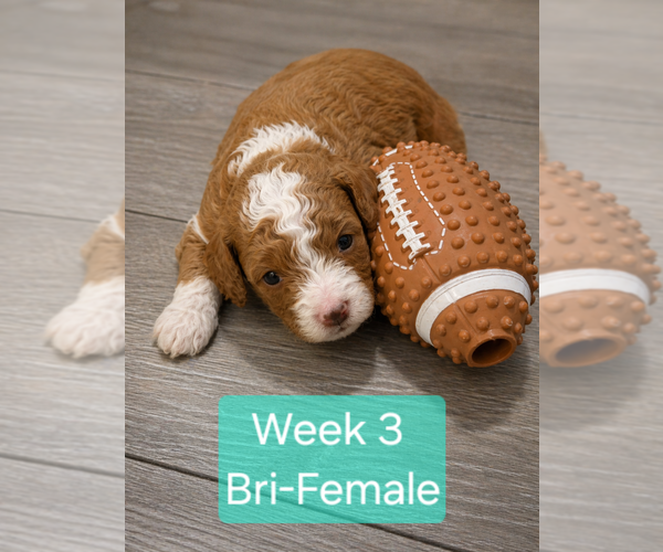 Medium Photo #10 Goldendoodle mix (+ Poodle Standard) Puppy For Sale in MILFORD, UT, USA