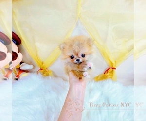 Pomeranian Puppy for sale in ASTORIA, NY, USA