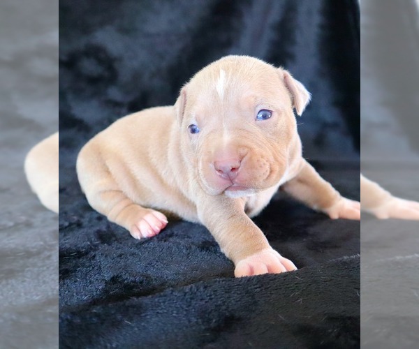 Medium Photo #15 American Bully Puppy For Sale in PALMDALE, CA, USA