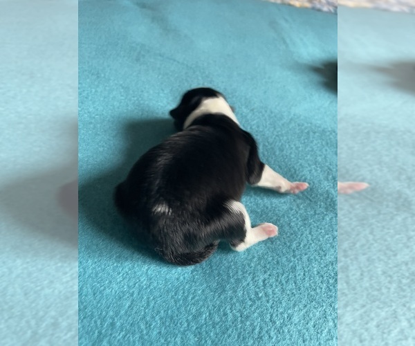 Medium Photo #2 Border Collie-Papillon Mix Puppy For Sale in CULPEPER, VA, USA