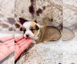 Puppy Mr Nickel American Corgi