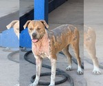 Small #5 Boxer Mix