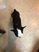 Small Photo #13 Boston Terrier Puppy For Sale in COLUMBIAVILLE, MI, USA