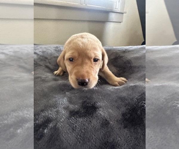 Medium Photo #4 Labrador Retriever Puppy For Sale in TURLOCK, CA, USA