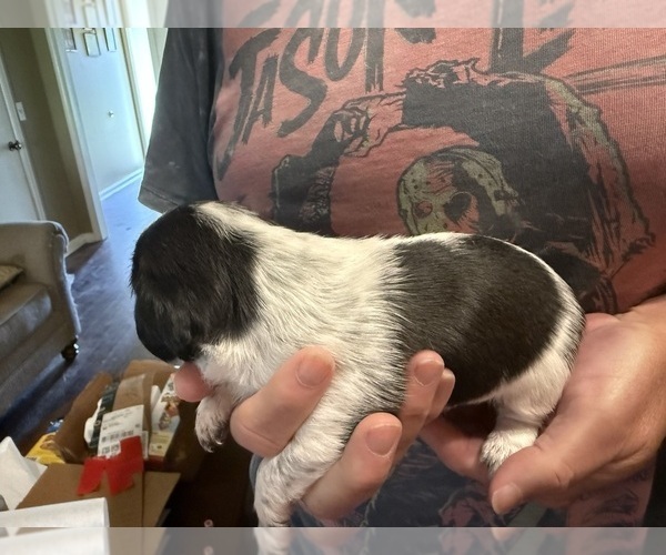 Medium Photo #3 Schweenie Puppy For Sale in DOTHAN, AL, USA