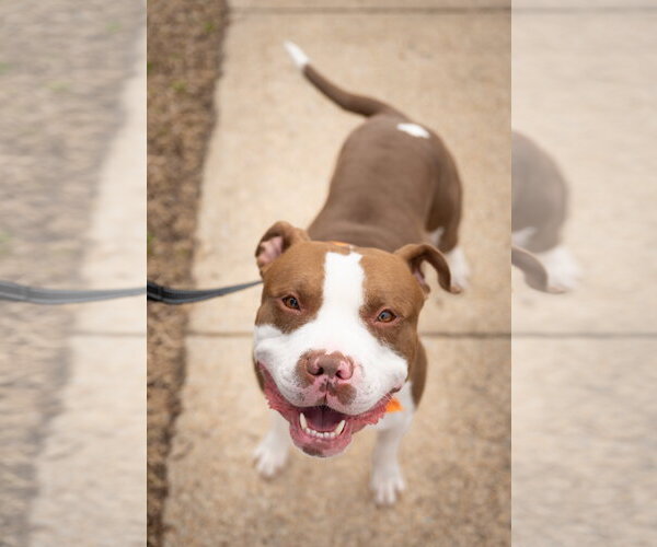 Medium Photo #7 Mutt Puppy For Sale in Alexandria, VA, USA