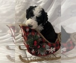 Small Photo #4 Bernedoodle Puppy For Sale in DAYTON, NV, USA