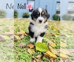 Small Photo #3 Australian Shepherd Puppy For Sale in COOKEVILLE, TN, USA