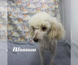 Poodle (Toy) Puppy for sale in CHANUTE, KS, USA