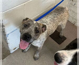 Mutt Dogs for adoption in San Bernardino, CA, USA