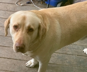 Golden Labrador Dogs for adoption in BATON ROUGE, LA, USA
