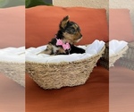 Small Photo #5 Yorkshire Terrier Puppy For Sale in TAMPA, FL, USA