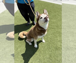 Hershey - Male Siberian Husky Dog for Adoption - Photo #2