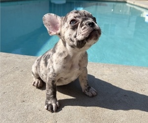 French Bulldog Puppy for sale in COVINA, CA, USA
