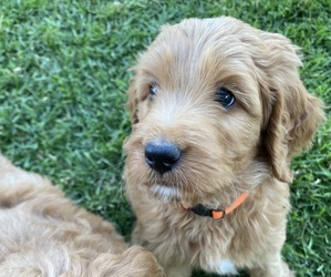 Goldendoodle (Miniature) Puppy for sale in PAYSON, UT, USA