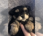 Small Photo #1 Mal-Shi Puppy For Sale in DES MOINES, WA, USA