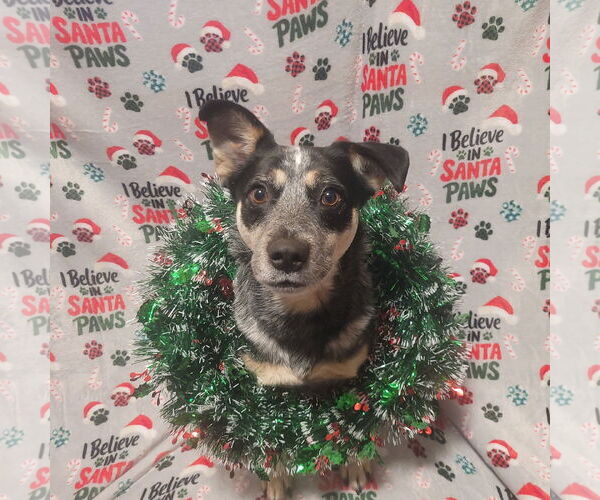 Medium Photo #2 Mutt Puppy For Sale in FAIRLAWN, OH, USA