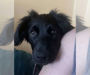 Border Collie-Unknown Mix Dogs for adoption in Aurora, IN, USA