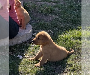Labrador Retriever Puppy for sale in SHELDON, IA, USA