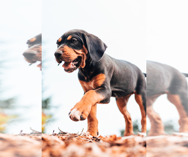 Medium Photo #3 Catahoula Leopard Dog Puppy For Sale in WILSONVILLE, OR, USA