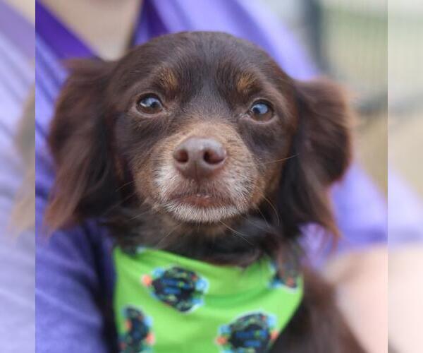 Medium Photo #1 Chihuahua-Unknown Mix Puppy For Sale in San Antonio, TX, USA