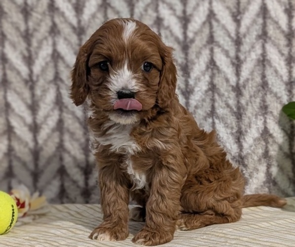Medium Photo #5 Cavapoo (Miniature) Puppy For Sale in GOSHEN, IN, USA