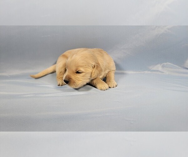 Medium Photo #18 Golden Retriever Puppy For Sale in BLACK FOREST, CO, USA