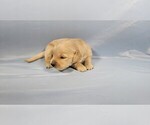 Small #7 Golden Retriever