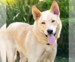 Small #1 German Shepherd Dog Mix