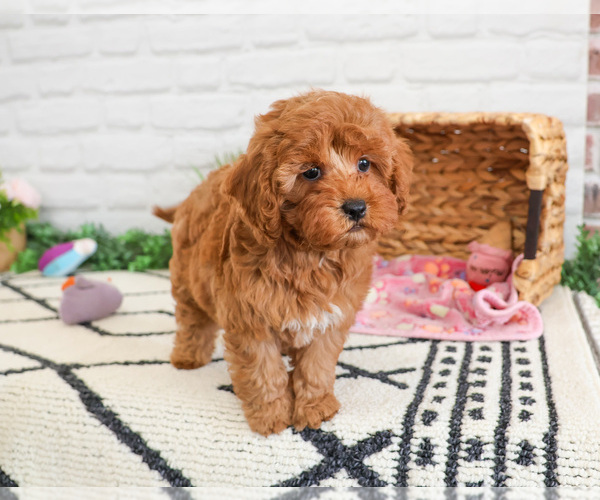 Medium Photo #5 Cavapoo (Miniature) Puppy For Sale in SYRACUSE, IN, USA