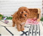 Small #4 Cavapoo (Miniature)