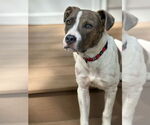 Small Photo #15 Boxer-Unknown Mix Puppy For Sale in Mount Laurel, NJ, USA