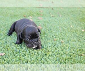 Bulldog Puppy for sale in NEW YORK, NY, USA