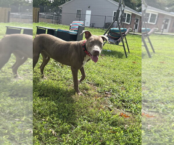 Medium Photo #10 Mutt Puppy For Sale in Wenonah, NJ, USA