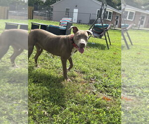 Howdy - Male Mutt Dog for Adoption - Photo #10