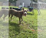 Small Photo #10 Mutt Puppy For Sale in Wenonah, NJ, USA
