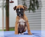 Small Boxer