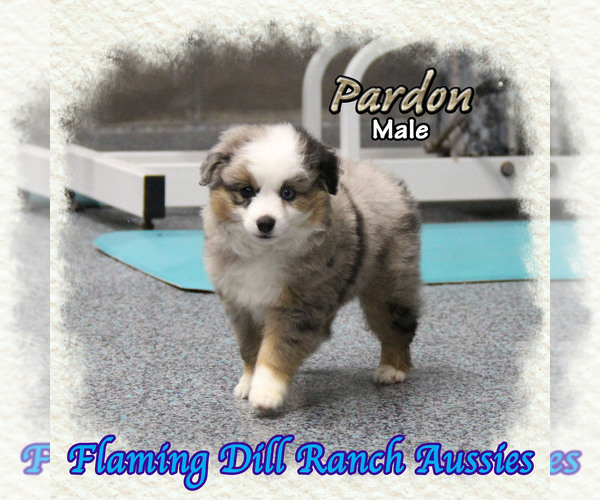 Medium Photo #1 Miniature Australian Shepherd Puppy For Sale in FORESTBURG, TX, USA